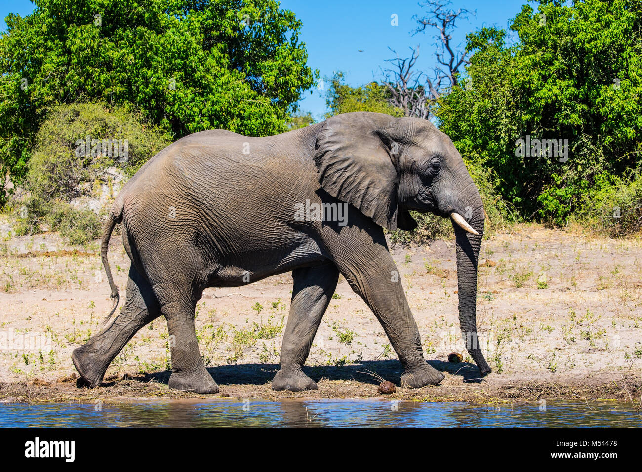 Il Botswana, Chobe National Park Foto Stock