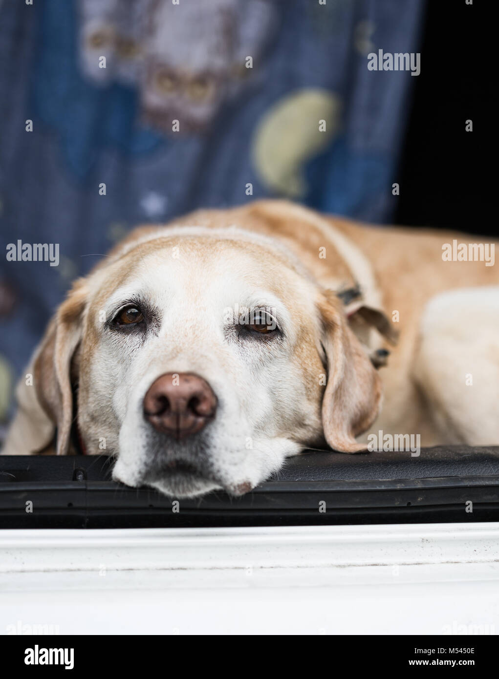 Il labrador Foto Stock