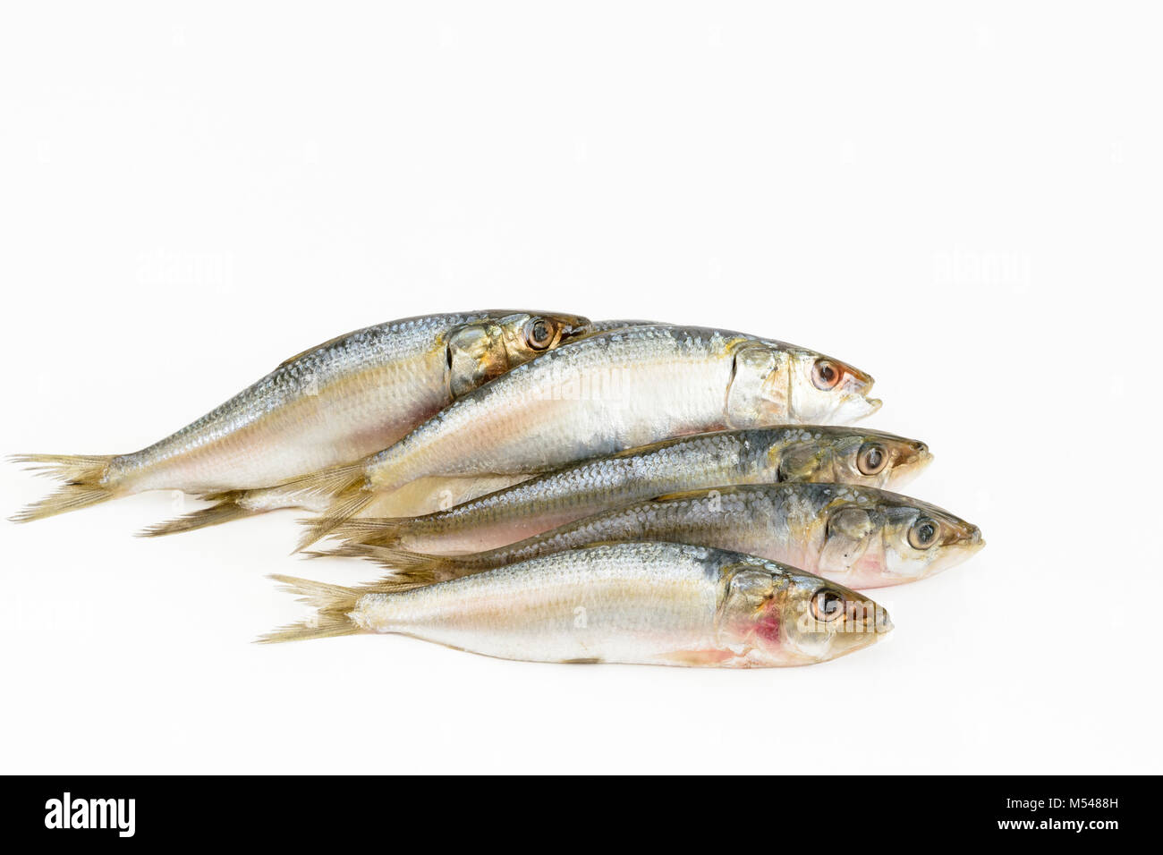 Olio indiano di sardine (alacce longiceps) su uno sfondo bianco Foto Stock