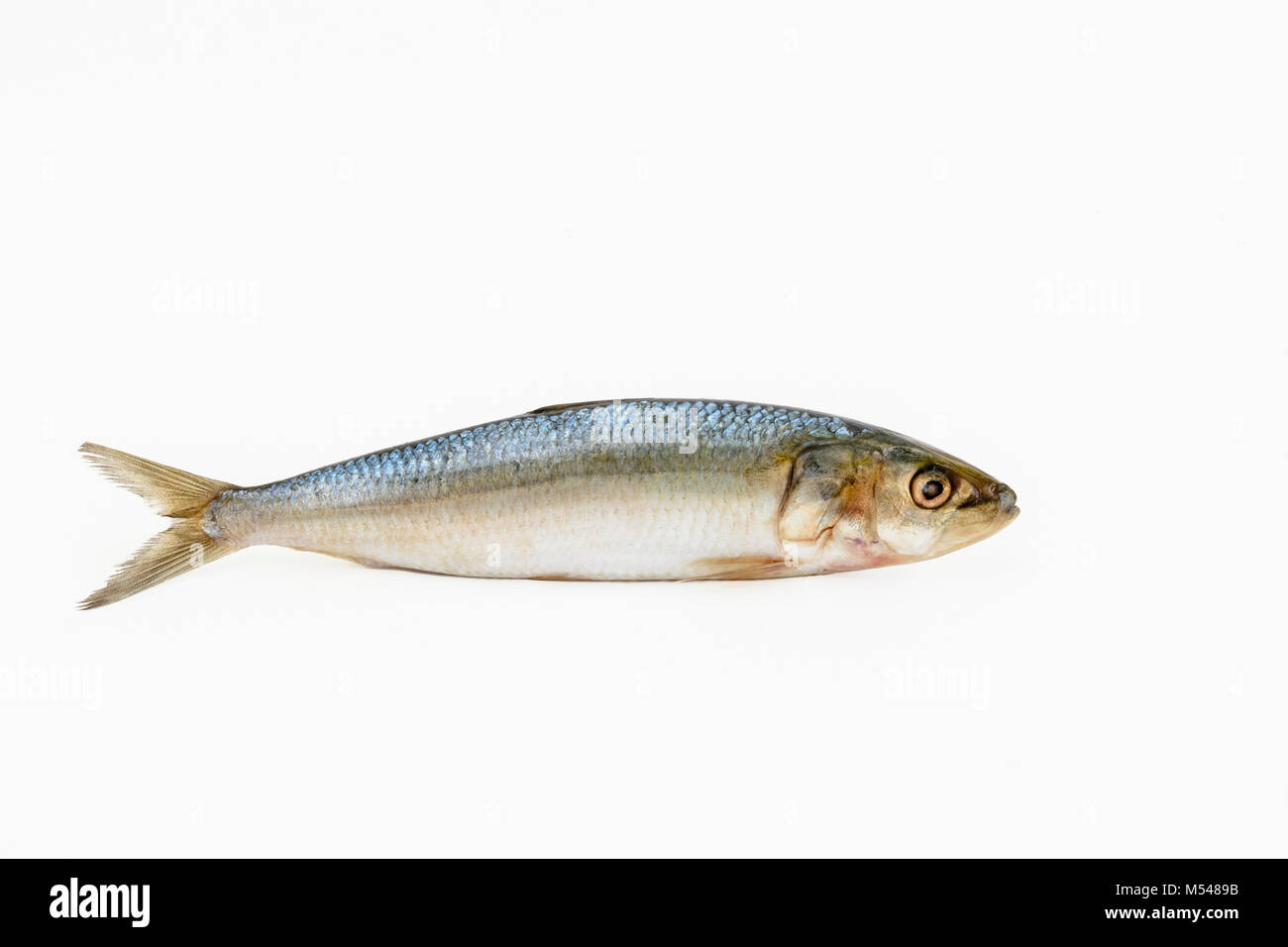 Singolo pesce Sardine su sfondo bianco Foto Stock