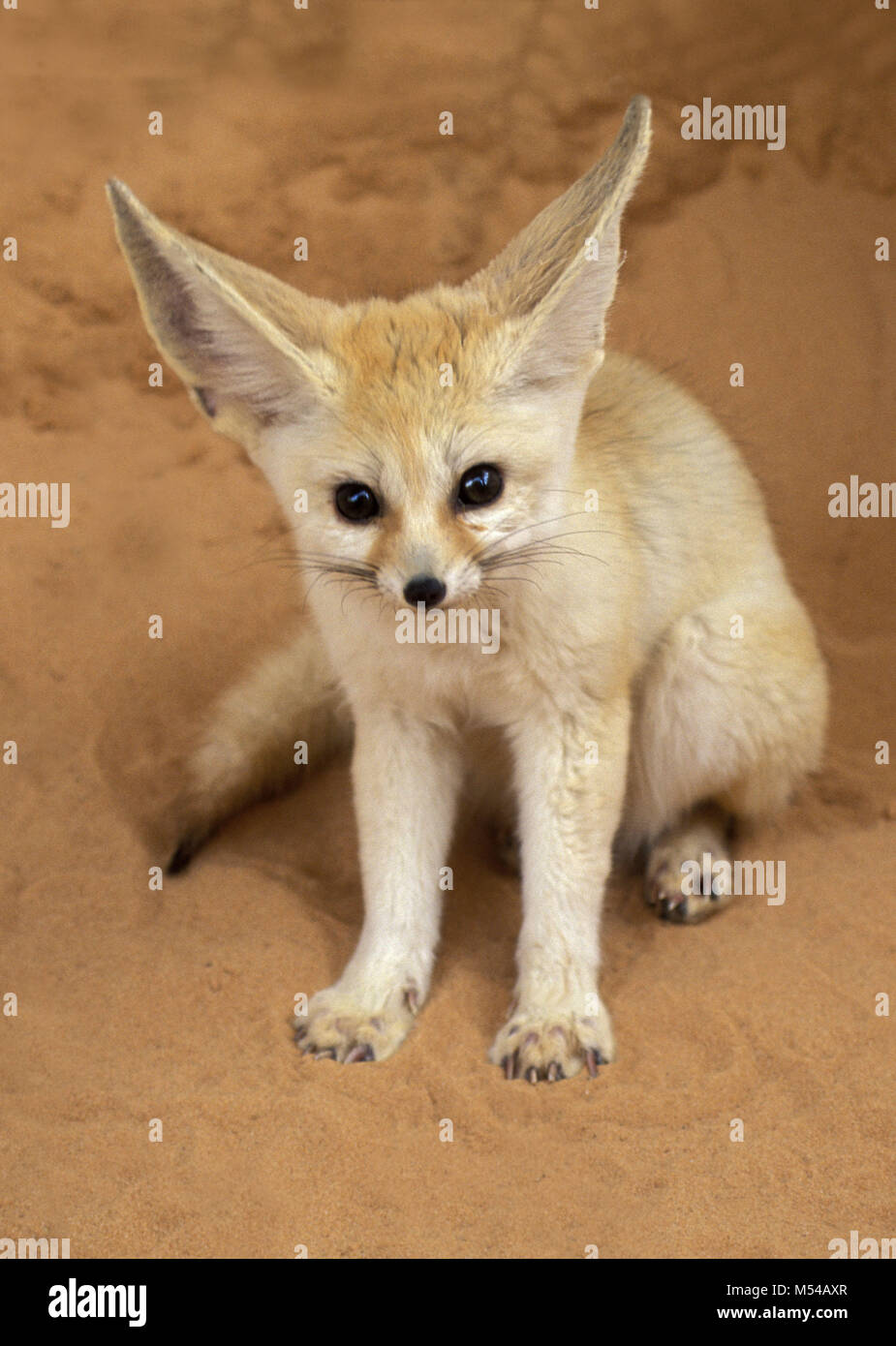 In Algeria. Nei pressi di Ouargla. La parte orientale del Mare di Sabbia. Grand Erg orientale. Deserto del Sahara. Fennec (Fennecus zerda). Foto Stock