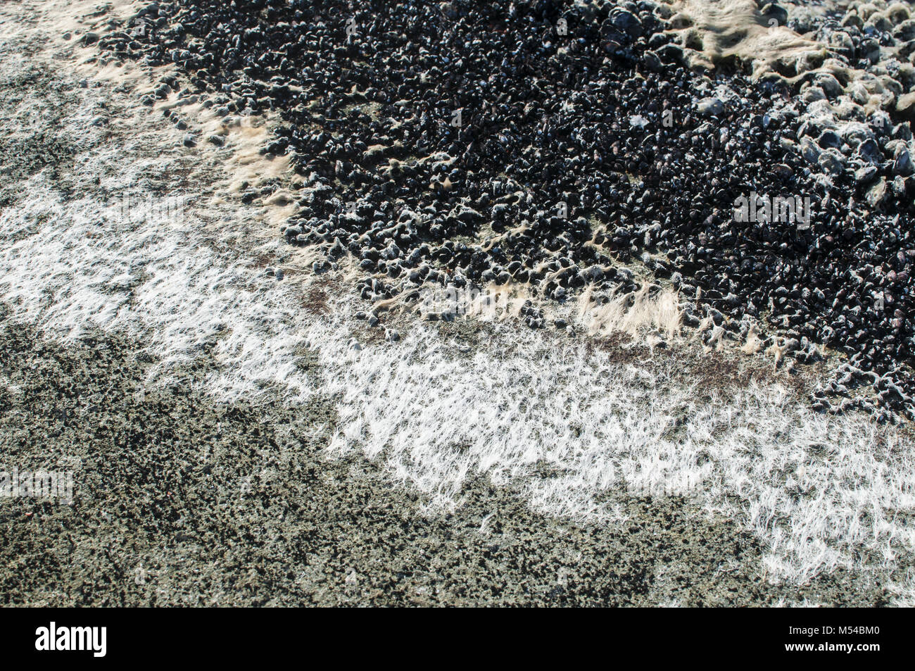 Superficie di roccia con alghe di colore bianco Foto Stock