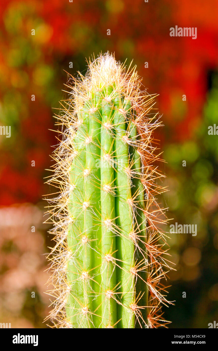 Verde drows cactus Foto Stock