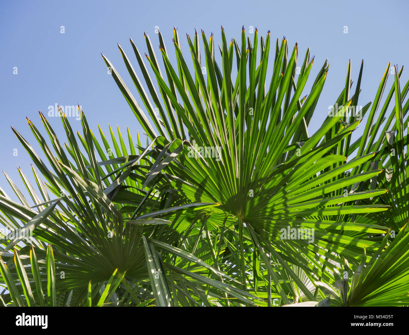 Trachycarpus fortunei vicino Foto Stock