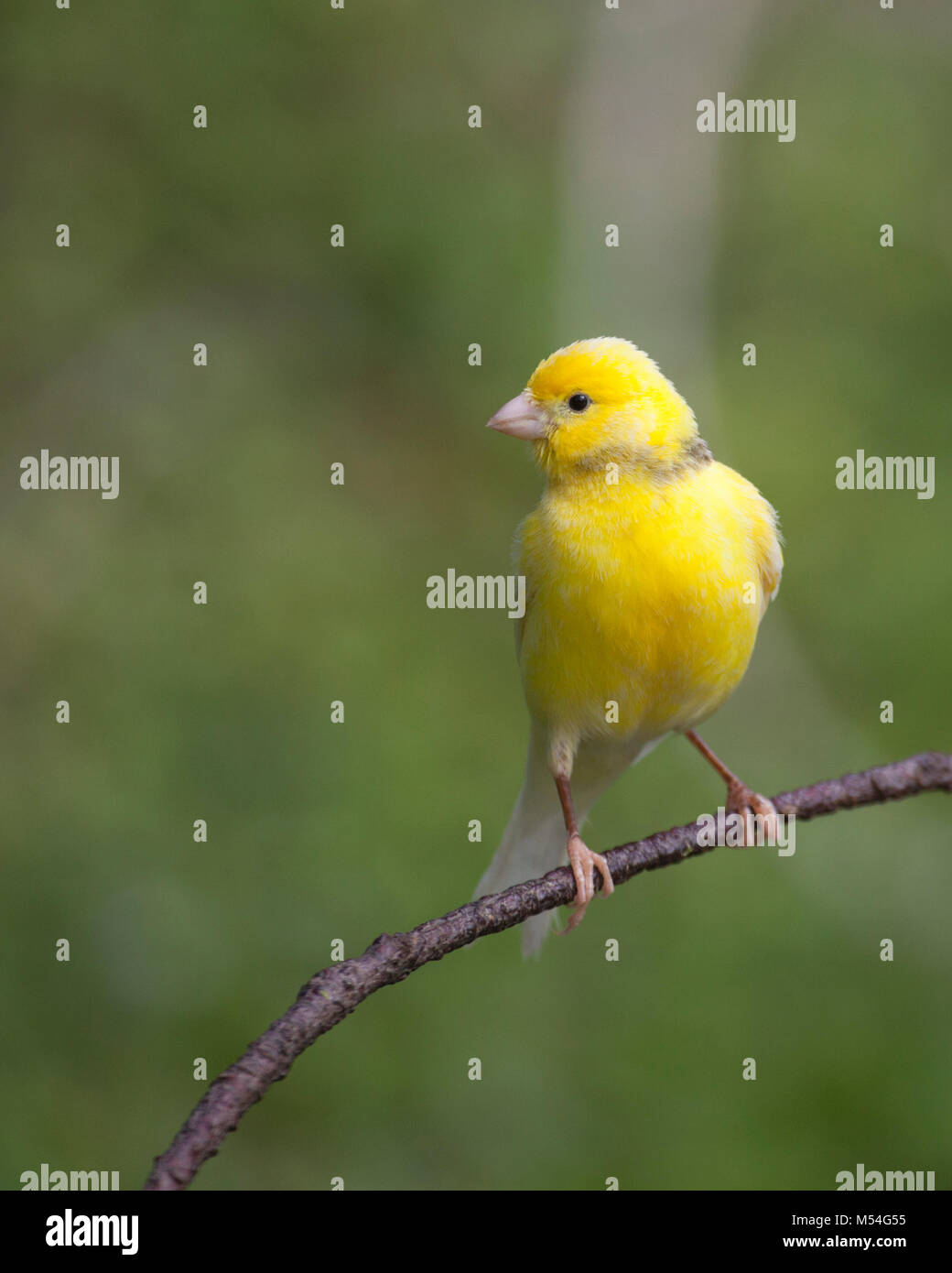 Wild canary (Serinus canaria) discese da uccelli da compagnia rilasciati sull'Atollo di Midway più di un secolo fa da un dipendente della Commercial Pacific Cable Company Foto Stock