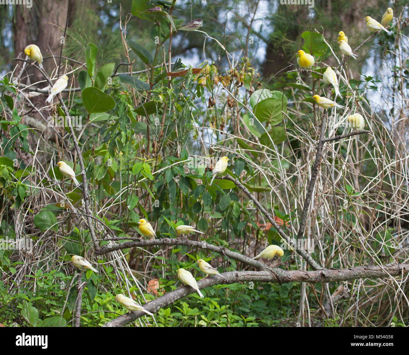 Wild canary gregge (Serinus canaria) discese da uccelli da compagnia rilasciato su Midway Atoll oltre un secolo fa da commerciale cavo pacifico dipendente della società Foto Stock