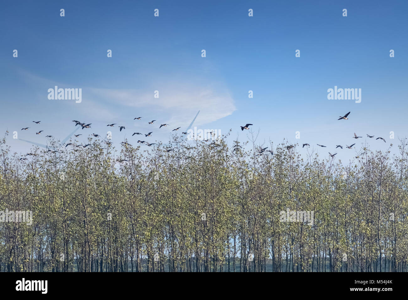 Lago poyang uccelli migratori paesaggio di riserva Foto Stock