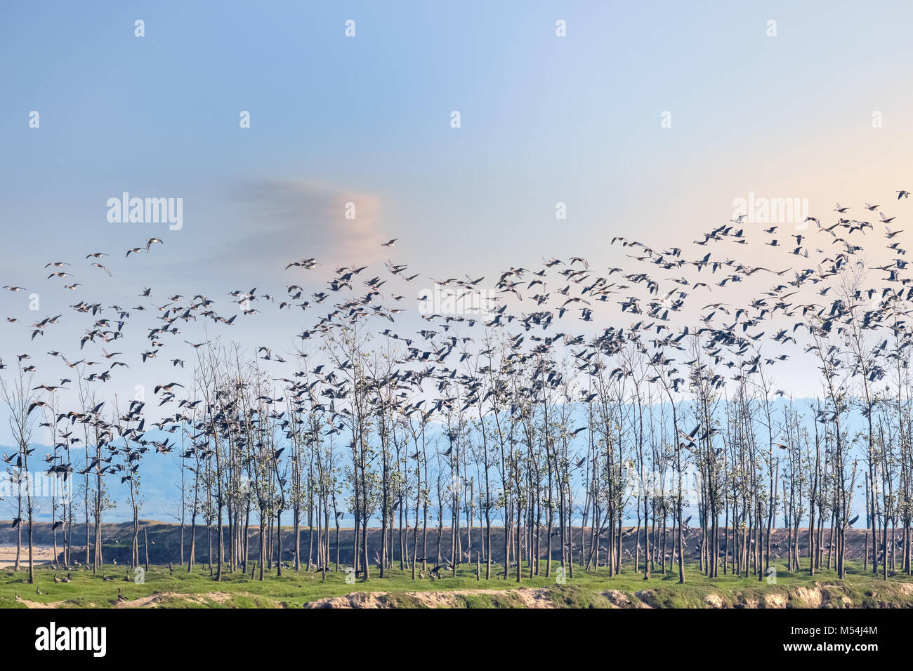Gli uccelli ritornano ai boschi al tramonto Foto Stock