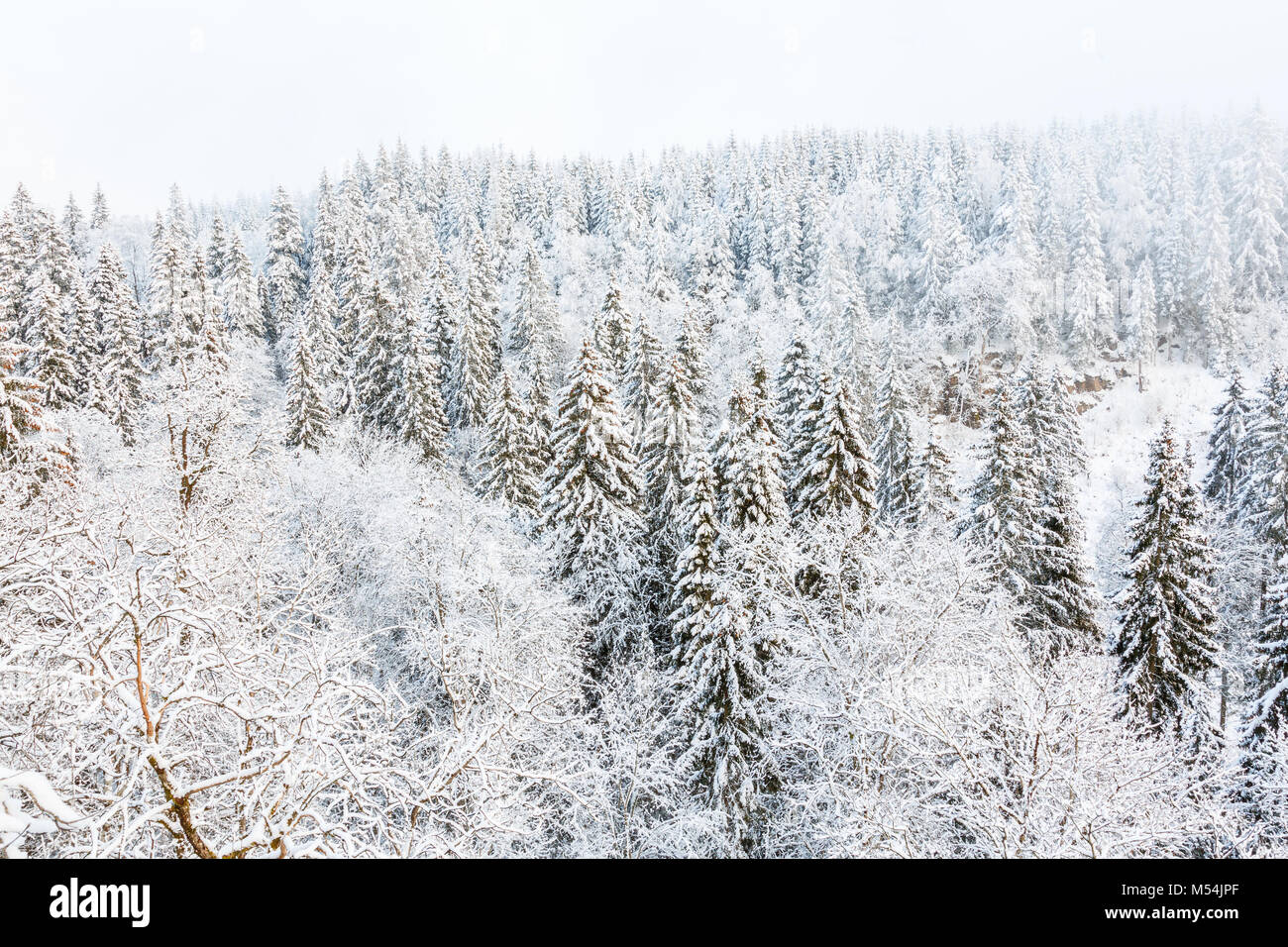 Vista di una foresta in inverno Foto Stock