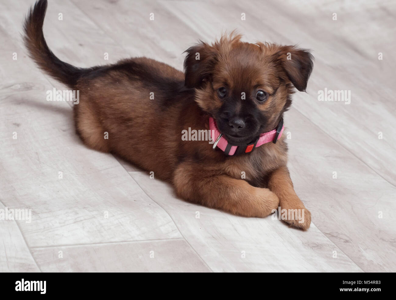 Grazioso cucciolo di cane, rosa collare, il cane è in camera Foto Stock