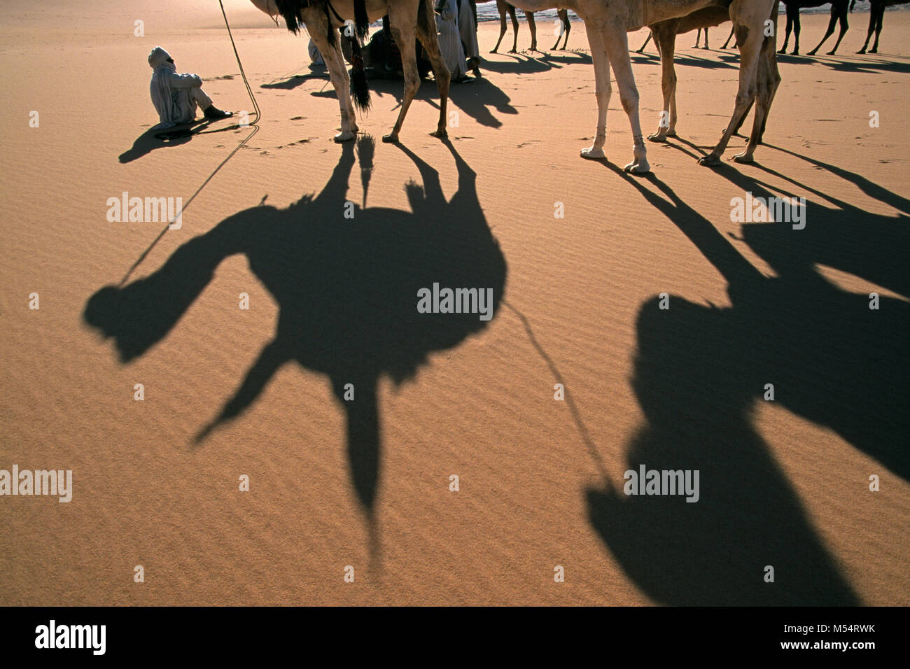 In Algeria. Nei pressi di Djanet. Deserto del Sahara. Uomo di tribù Tuareg e cammelli con ombre rilassante. Foto Stock