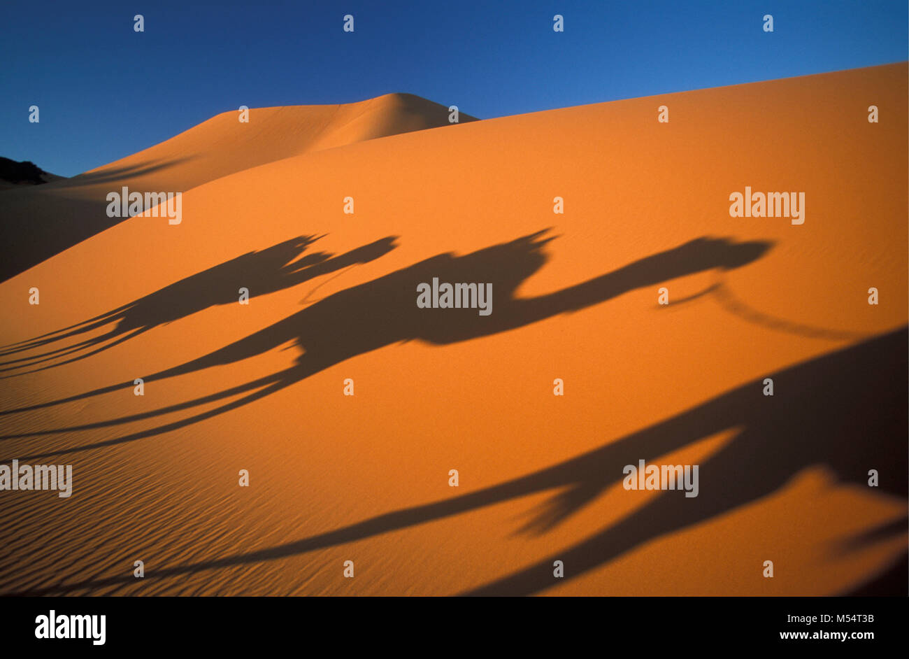 In Algeria. Nei pressi di Djanet. Deserto del Sahara. Ombra di camel caravan. Le dune di sabbia. Foto Stock