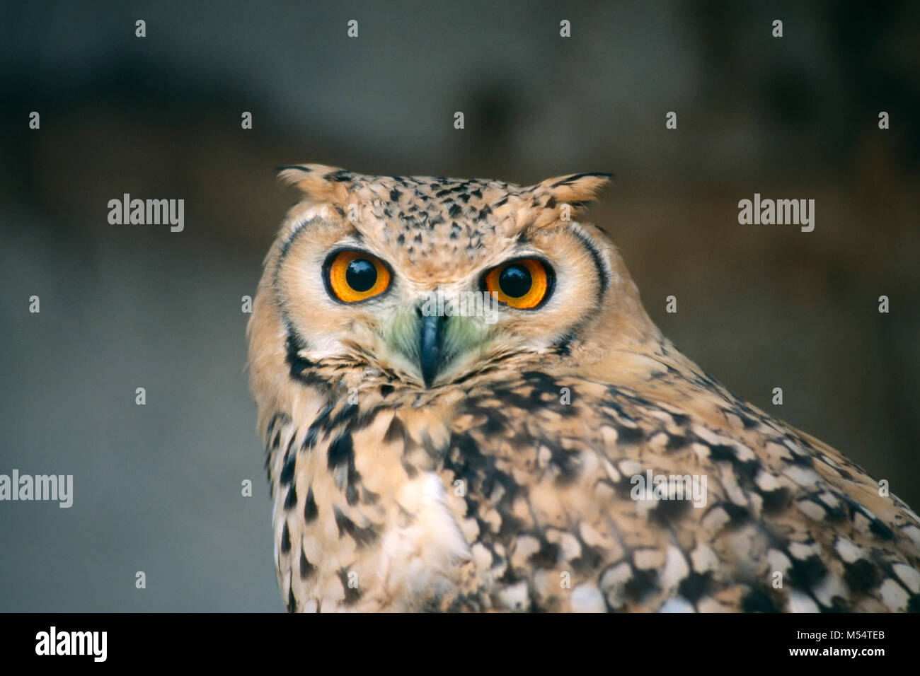 In Algeria. Nei pressi di Djanet. Deserto del Sahara. Deserto gufo reale (Bubo ascalaphus). Foto Stock