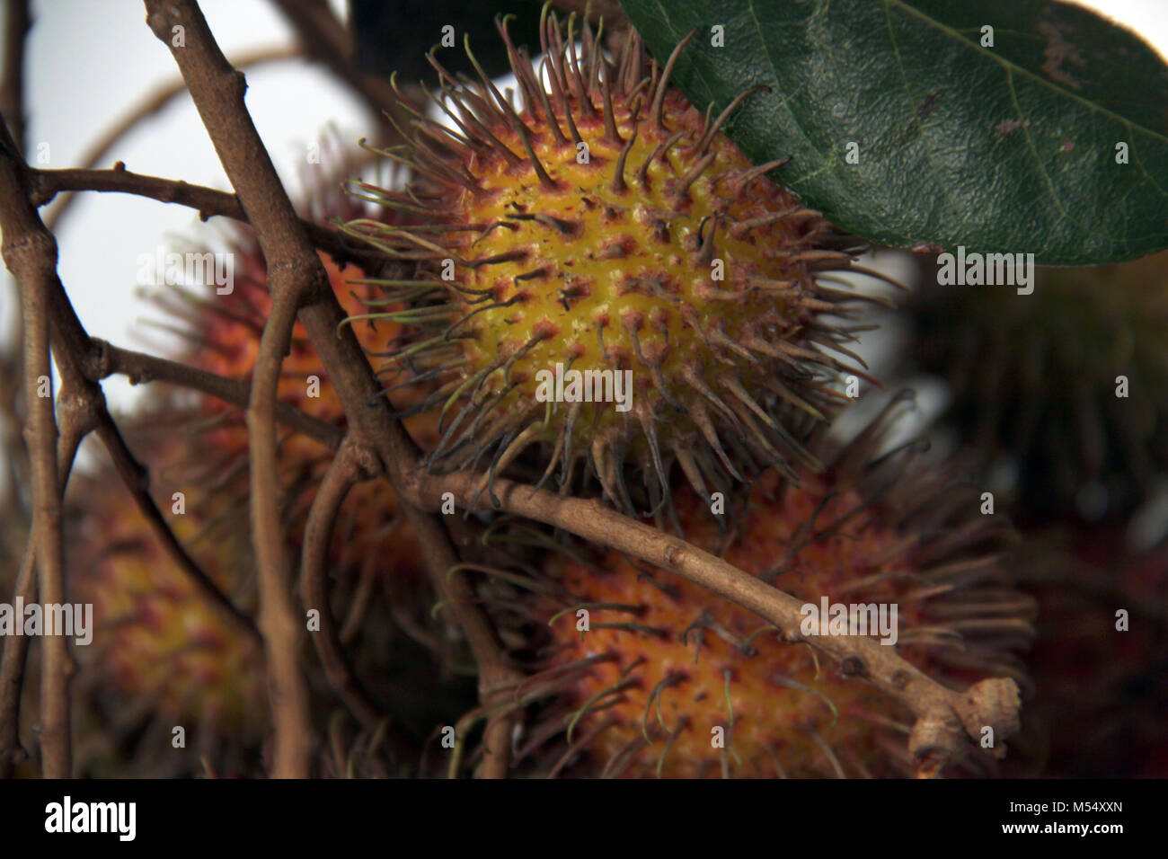 Rambutan (Nephelium lappaceum). Foto Stock