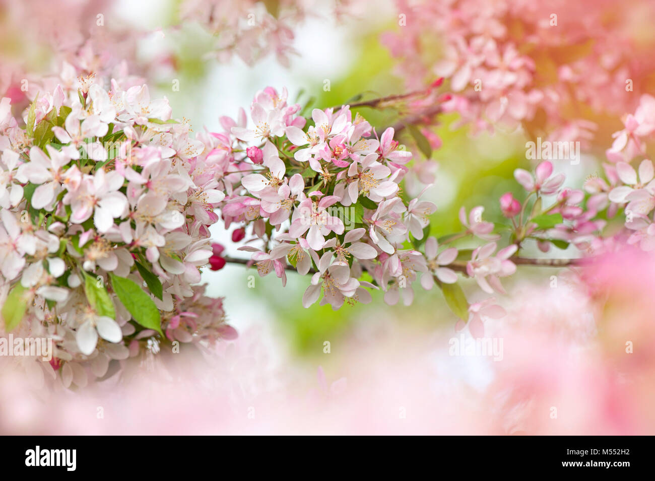 Close-up immagine della fioritura di primavera Crab Apple Blossom fiori noto anche come Malus sylvestris Foto Stock