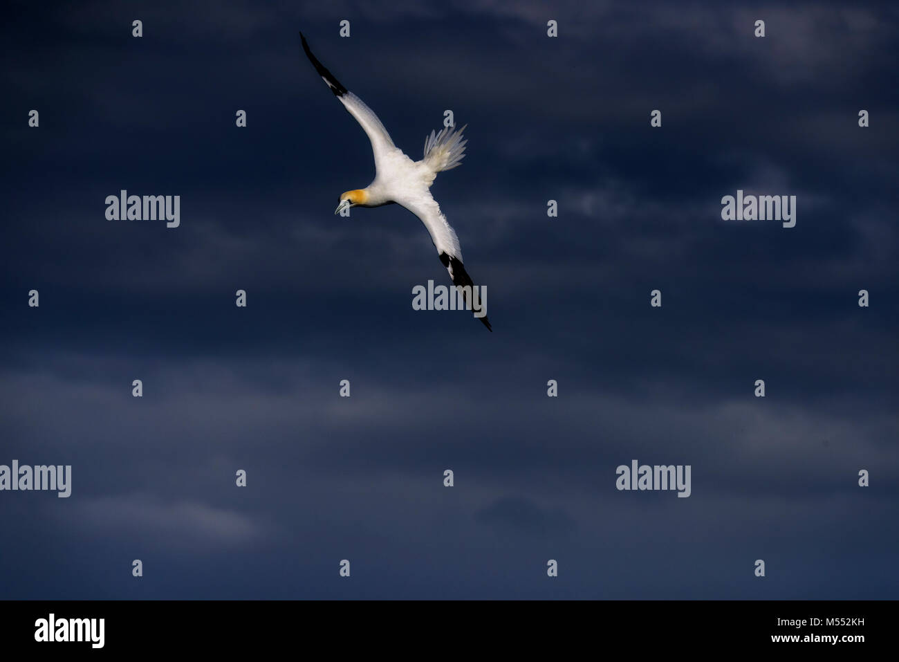 Northern gannet (Morus bassanus), uccelli marini, scogliere, volo Foto Stock