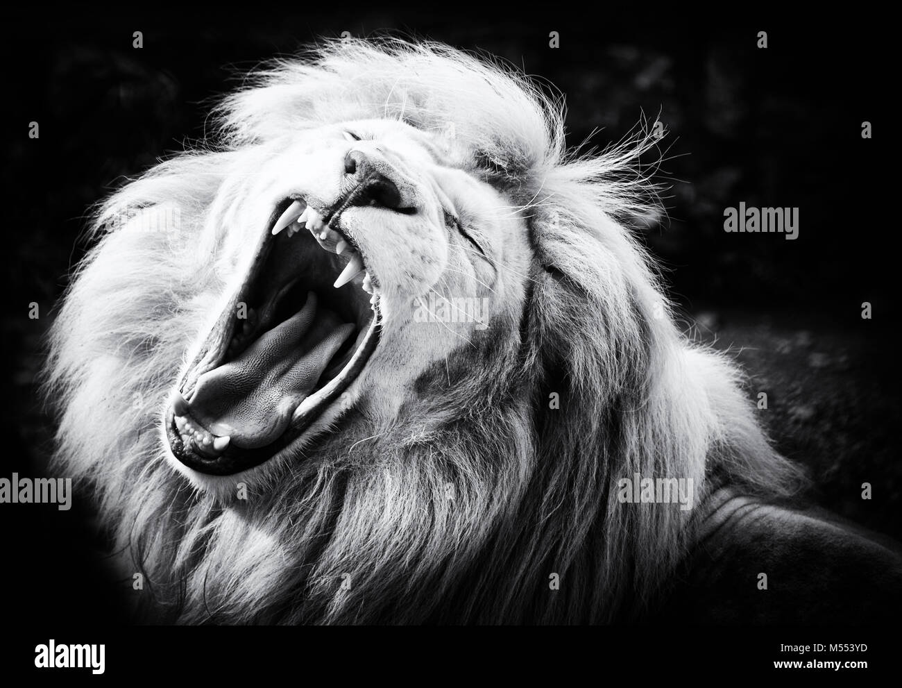 Lion Foto Stock