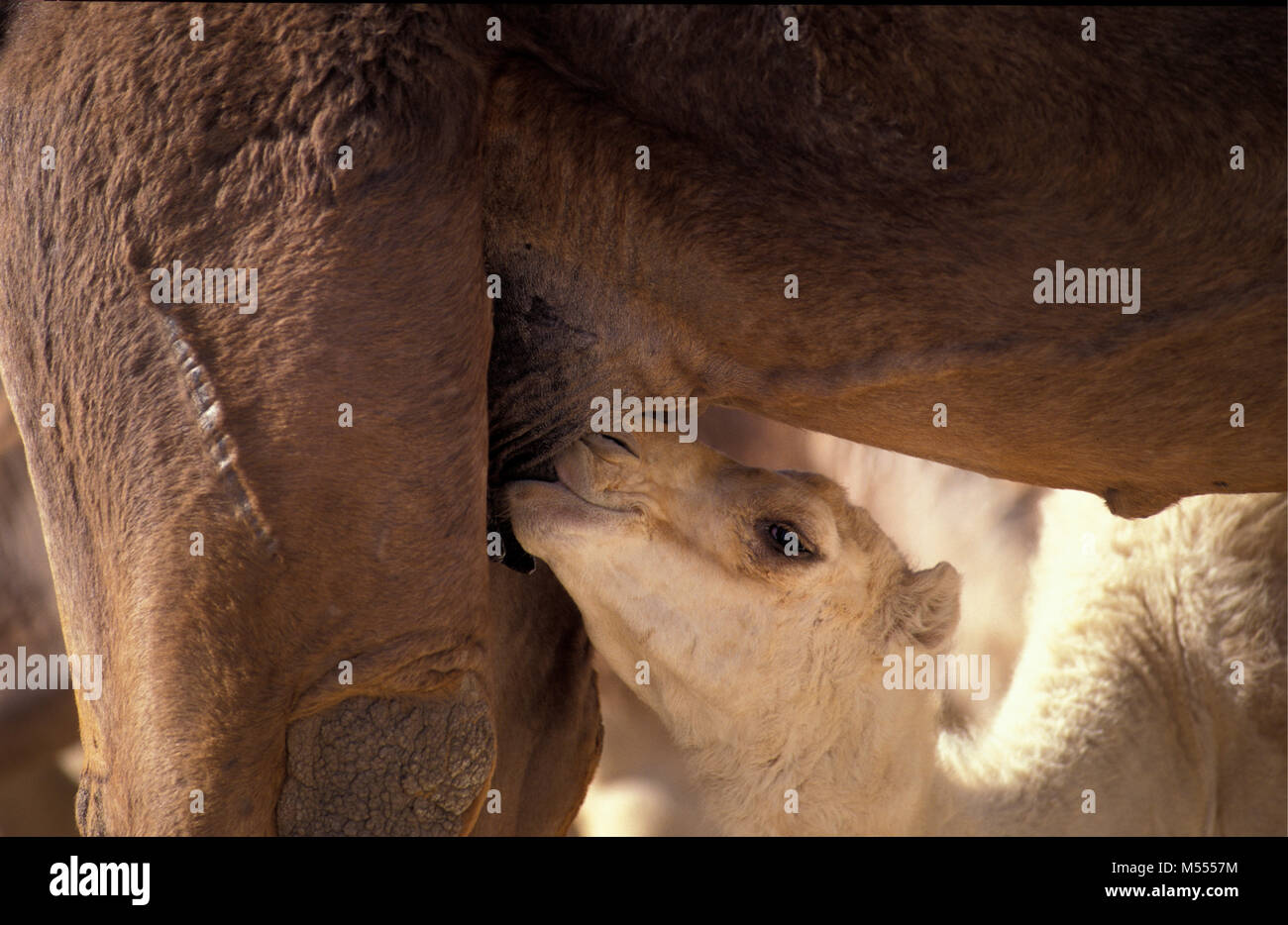 In Algeria. Vicino a Tamanrasset. Deserto del Sahara. Giovani camel bere. Foto Stock