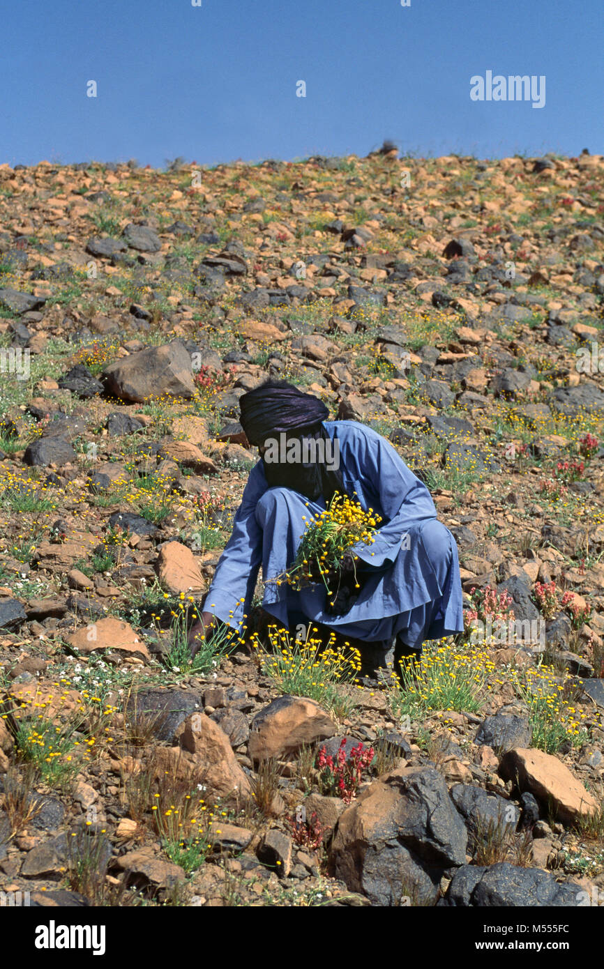 In Algeria. Vicino a Tamanrasset. Deserto del Sahara. Hoggar montagne. Uomo di tribù Tuareg fiori di taglio dopo la pioggia per il tè e medecine utilizzare. Foto Stock