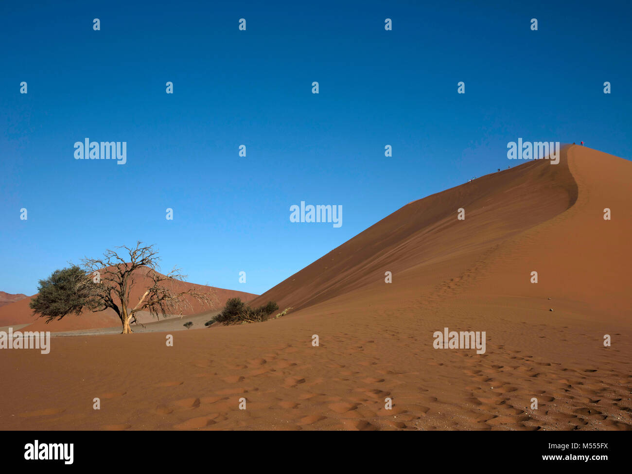 Le dune di sabbia in Parco Namib-Naukluft, Namib Desert, Namibia, Sud Africa Foto Stock