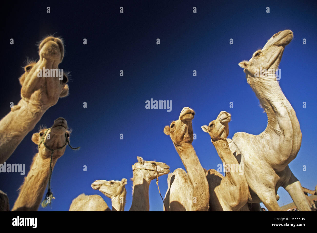 In Algeria. Tamanrasset. Deserto del Sahara. Mercato di cammelli. Foto Stock
