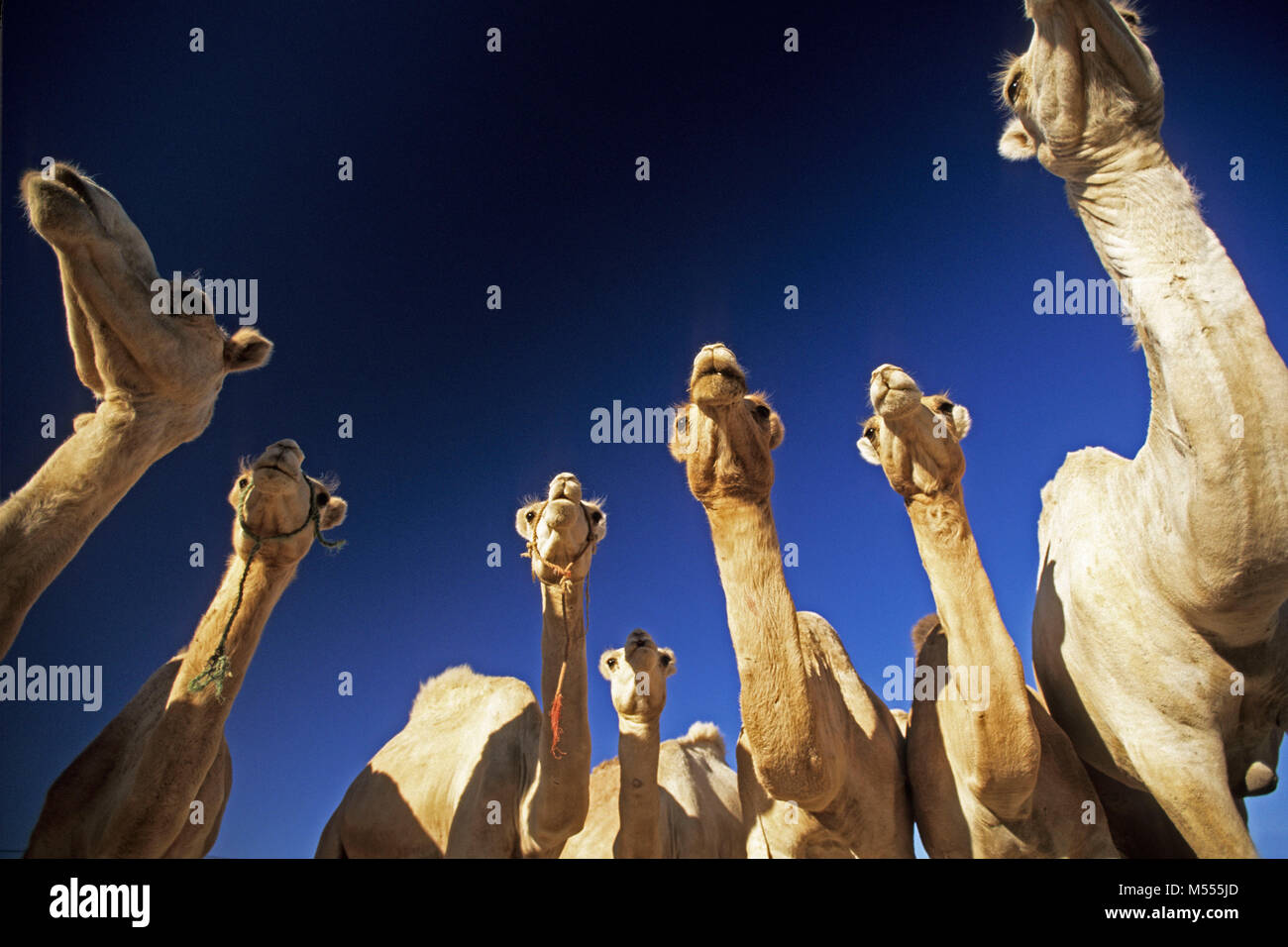 In Algeria. Tamanrasset. Deserto del Sahara. Mercato di cammelli. Foto Stock