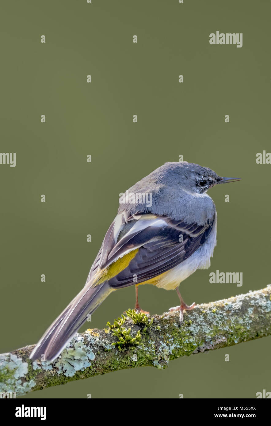 Femmina Wagtail grigio uccello appollaiato su un ramo in inverno nel West Sussex, in Inghilterra, Regno Unito. Ritratto con copyspace. Foto Stock