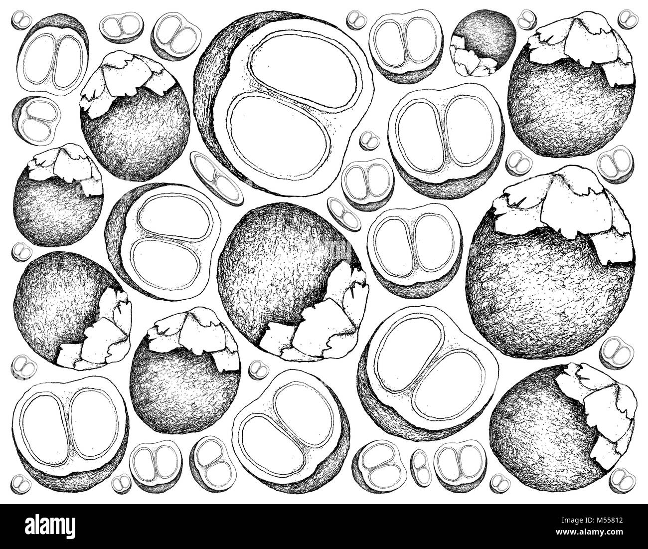 Frutti tropicali, immagine di sfondo di mano il bozzetto di zucchero o di palma Toddy frutti di palma. Foto Stock
