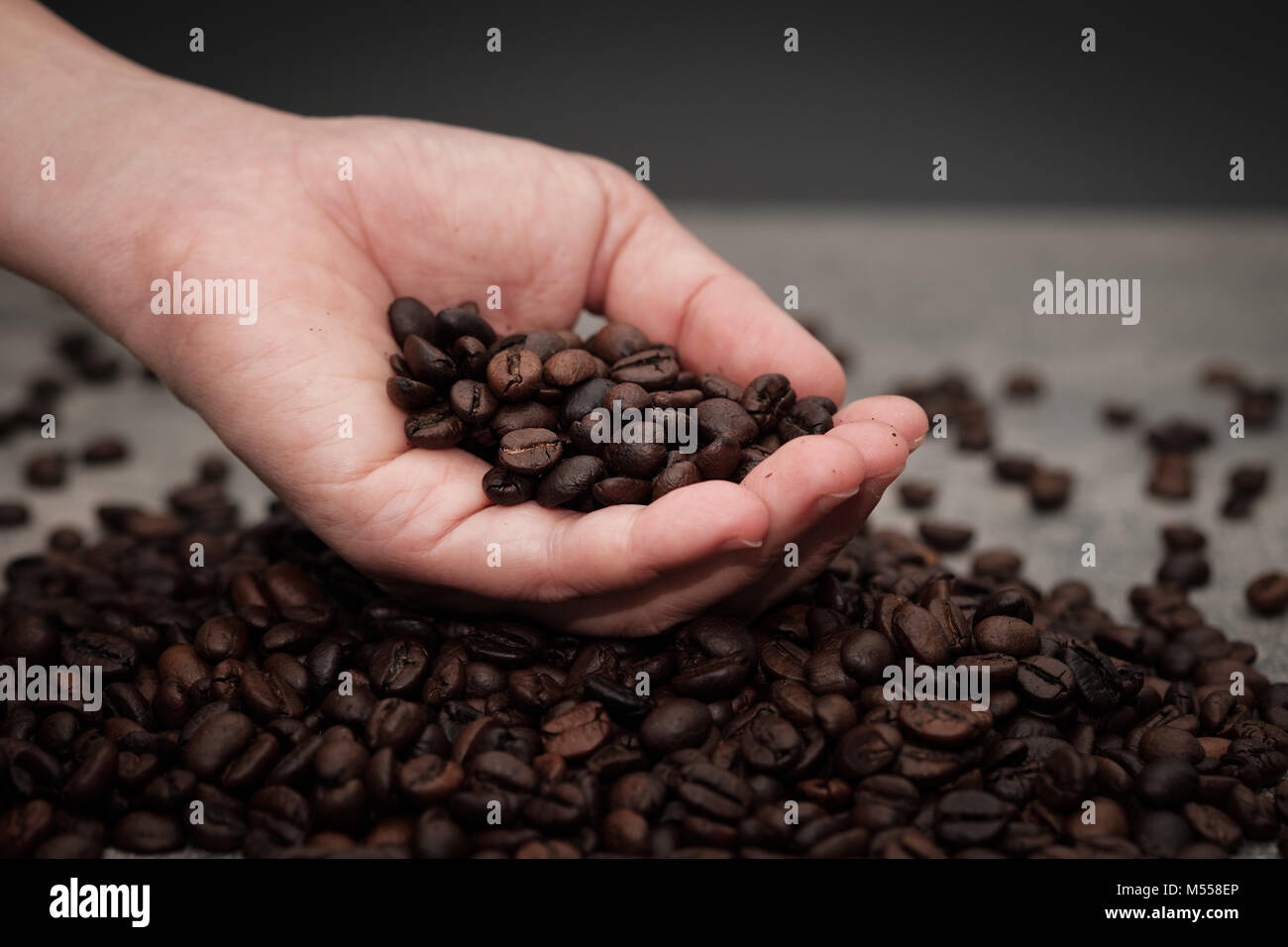Mani controllando il caffè torrefatto in grani per la selezione di alta qualità. Foto Stock