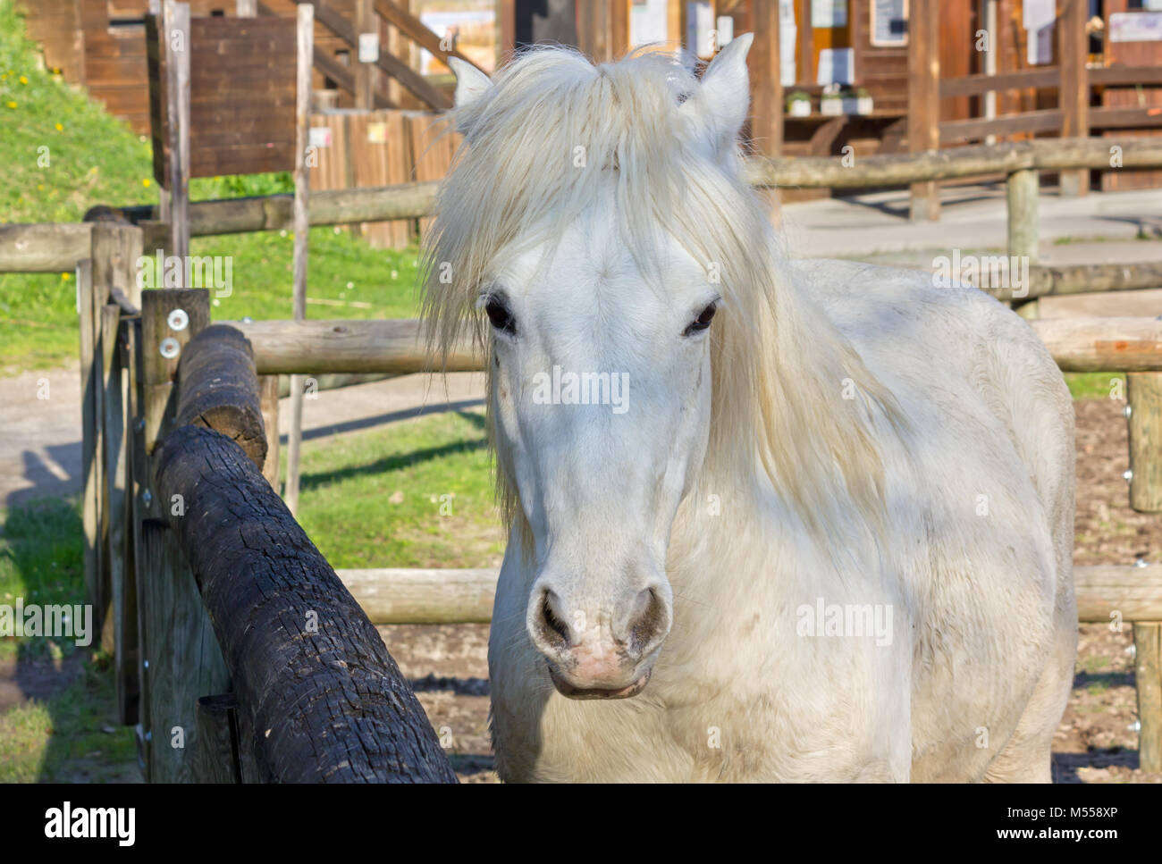 Close-up di un bianco cavallo Camargue all'interno del recinto per bestiame Foto Stock