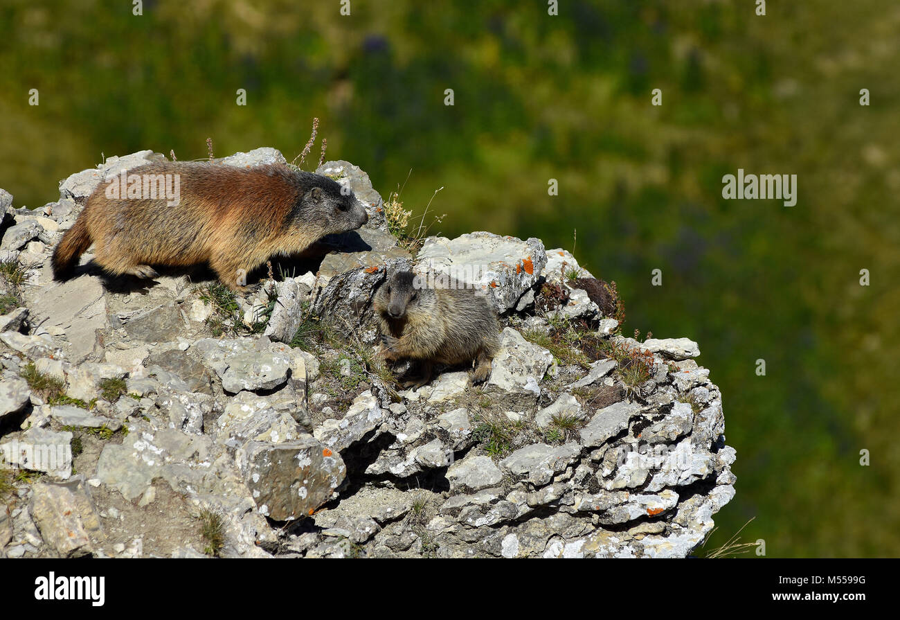 La marmotta alpina nelle alpi dolomitiche; Alto Adige; Italia; Foto Stock