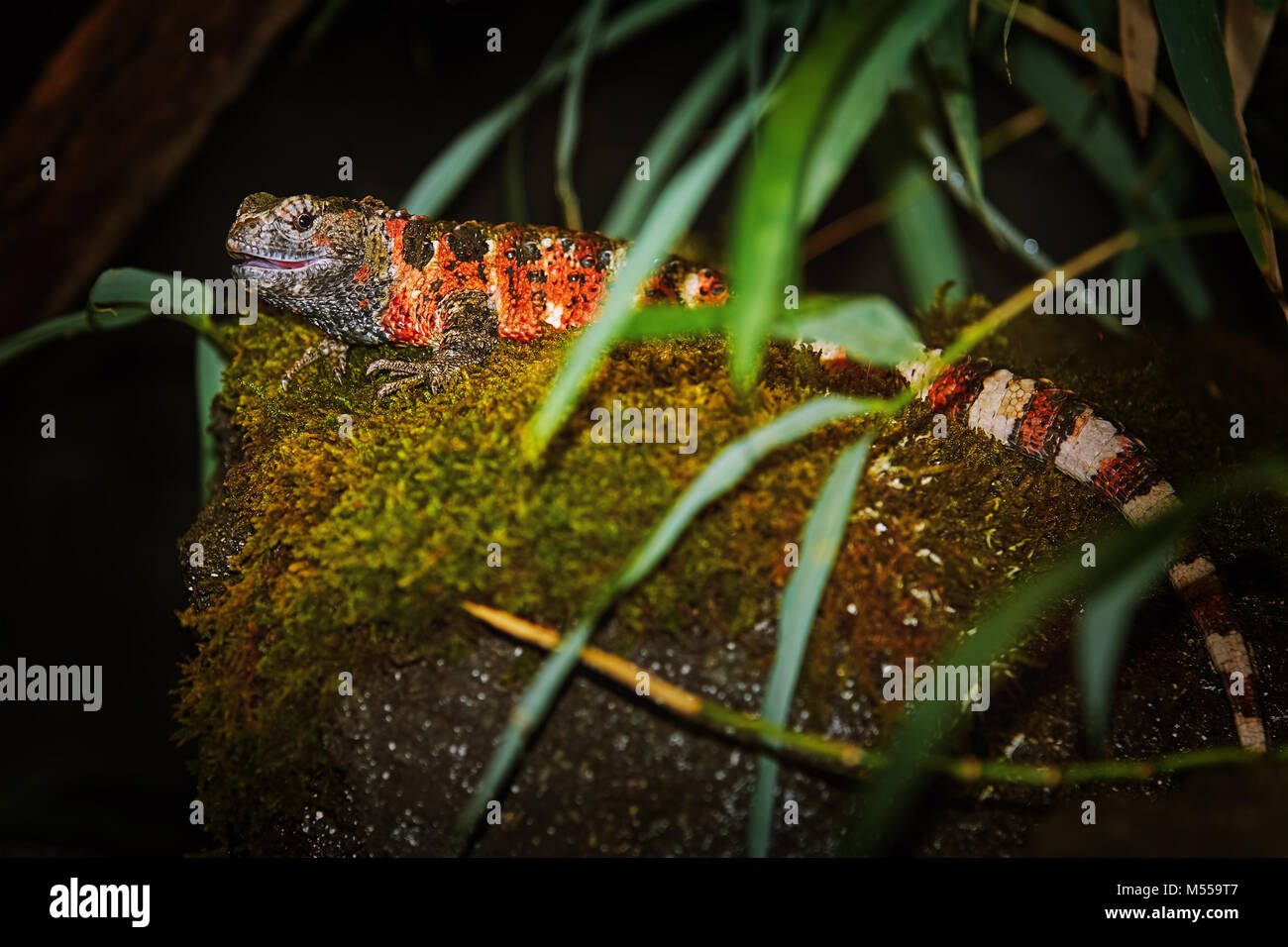 Coccodrillo cinese Lizard (Shinisaurus Crocodilurus) Foto Stock