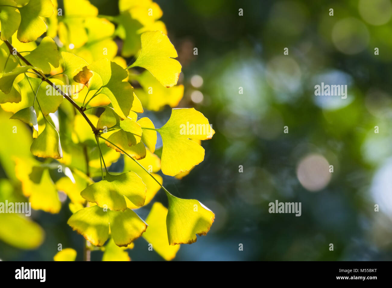 Il ginkgo le foglie in autunno Foto Stock