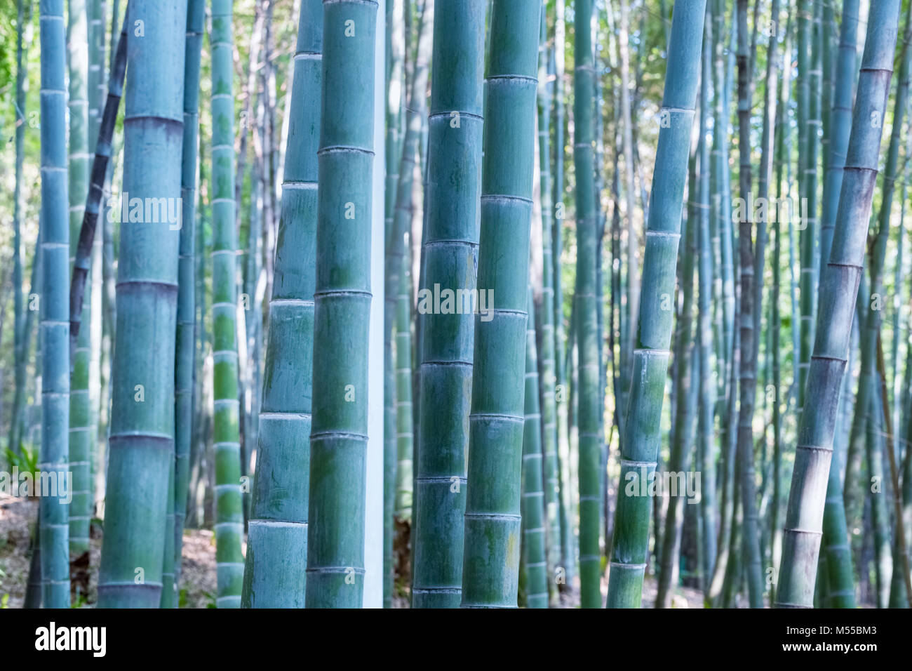 Bosco di bambù sfondo Foto Stock