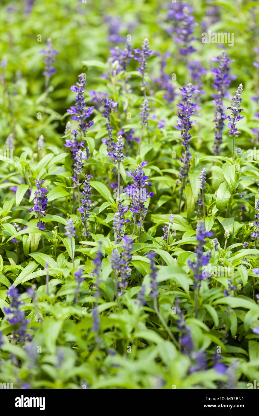 Fiore blu erba salvia Foto Stock