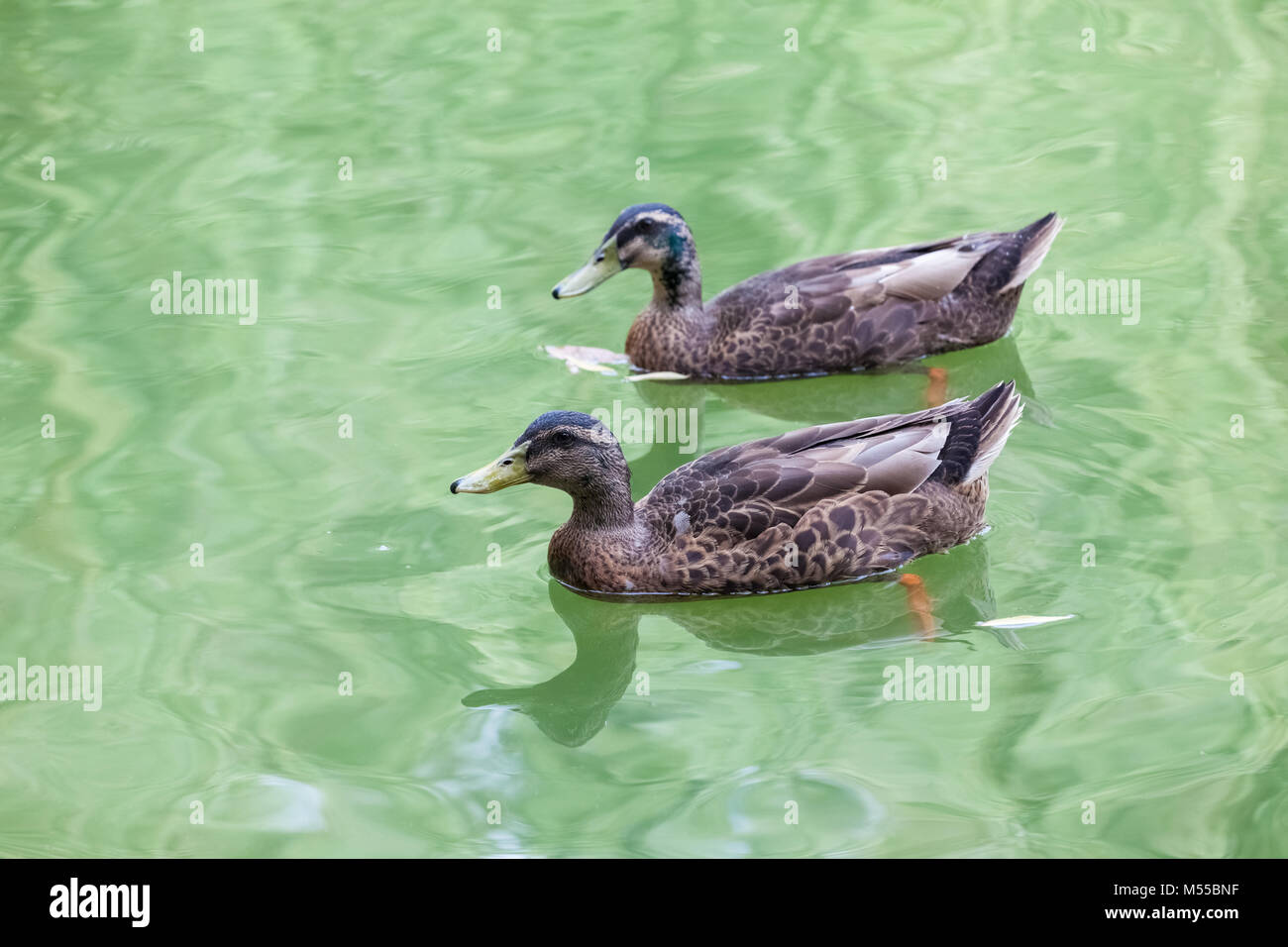 Coppia di germano reale in acqua Foto Stock