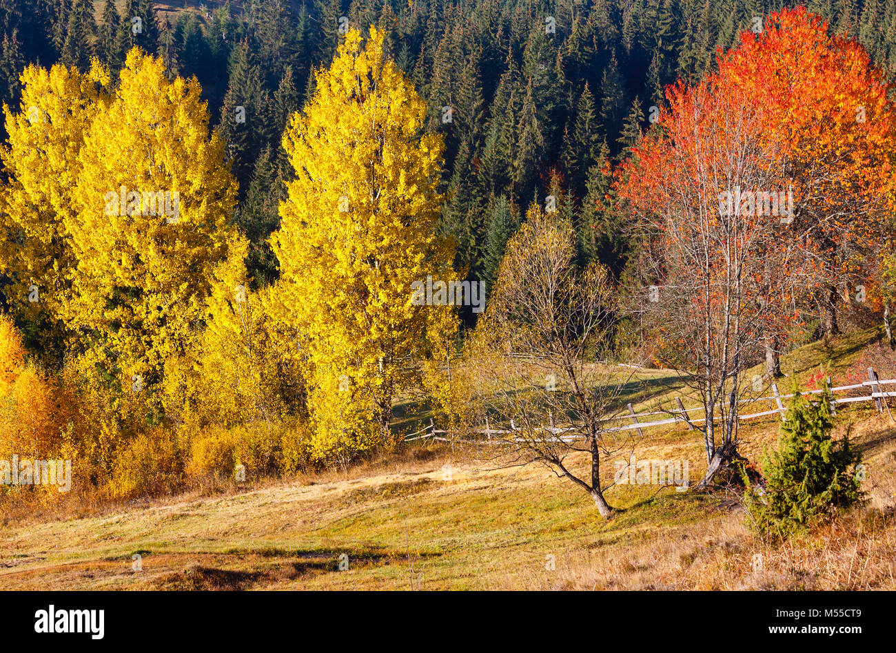 Mattina autunno Carpazi paesaggio. Foto Stock