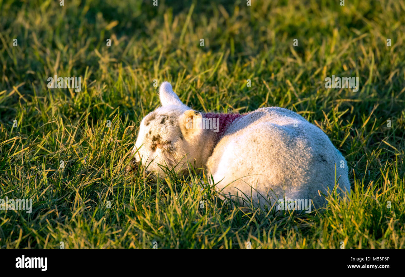 Un giovane agnello molla nato nel febbraio dormire nel pomeriggio di sole in un campo di erba in un altopiano di pecore fattoria nel villaggio di Lixwm, Flintshire, Wales, Regno Unito Foto Stock