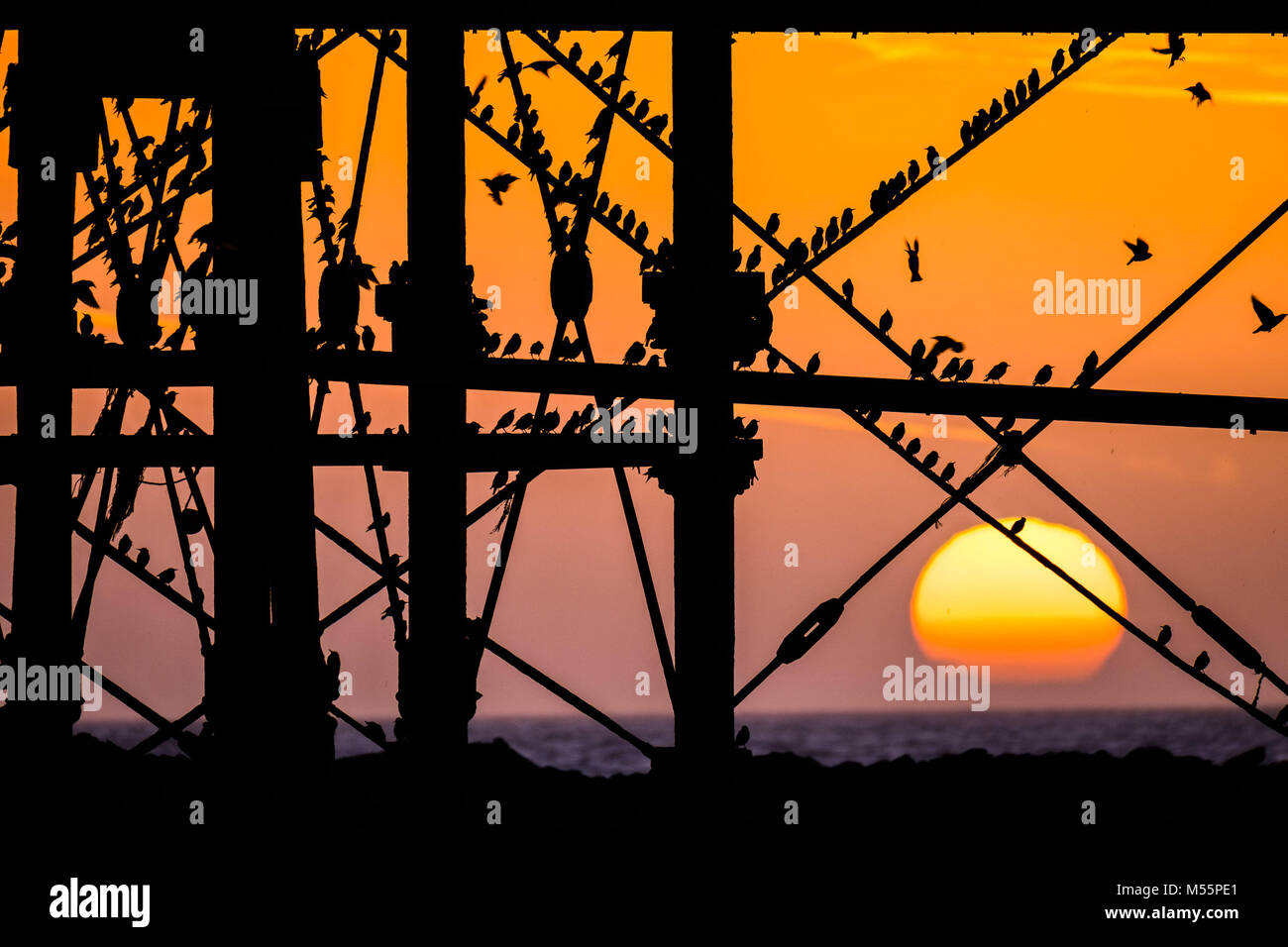 Aberystwyth Wales UK, martedì 20 febbraio 2018 UK Meteo: il sole che tramonta, incorniciato drammaticamente dietro Aberystwyth pier, rileva le sagome di alcune decine di migliaia di minuscoli storni come essi posatoio per la notte, arroccato insieme per il calore e la sicurezza sulle travi e travi sottostanti la città distintivo del Vittoriano era molo sul mare uno dei pochi posatoi urbano nel Regno Unito, Credito: keith morris/Alamy Live News Foto Stock