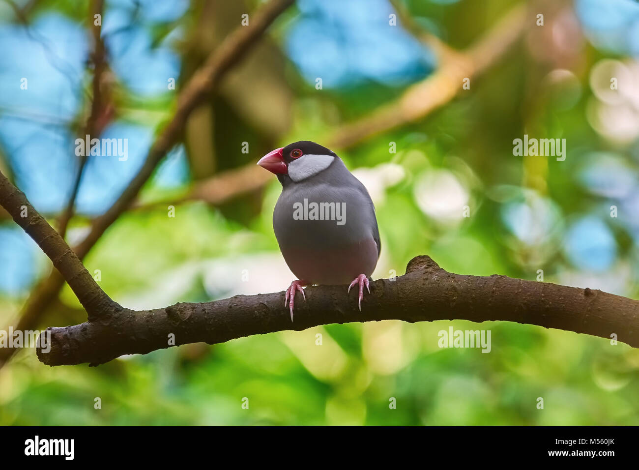 Java Sparrow (Lonchura Oryzivora) Foto Stock