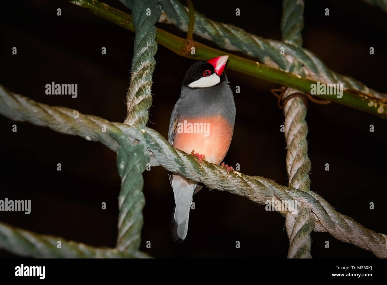 Java Sparrow (Lonchura Oryzivora) Foto Stock