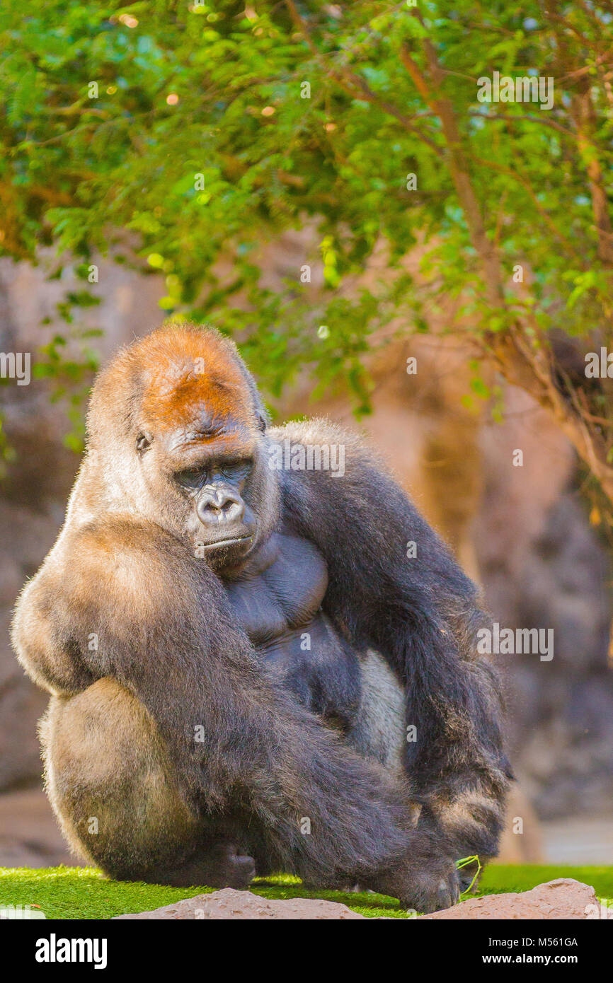 Seduta Gorilla Silverback Foto Stock