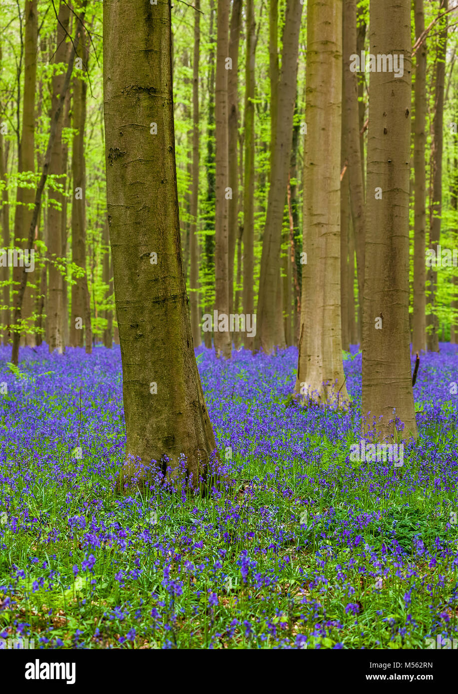 La famosa foresta Hallerbos a Bruxelles Belgio Foto Stock