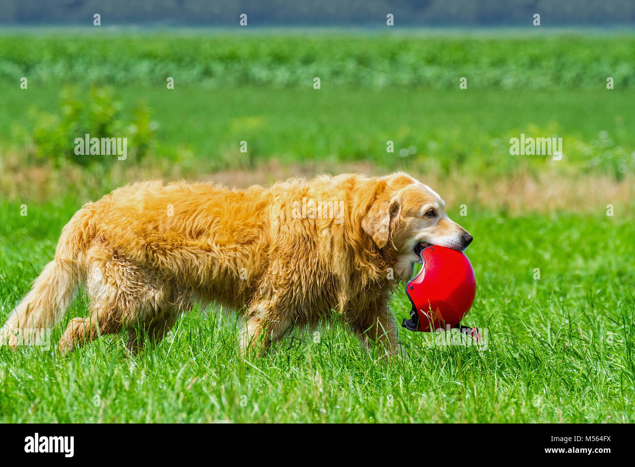 Cane in erba che porta casco di sicurezza Foto Stock