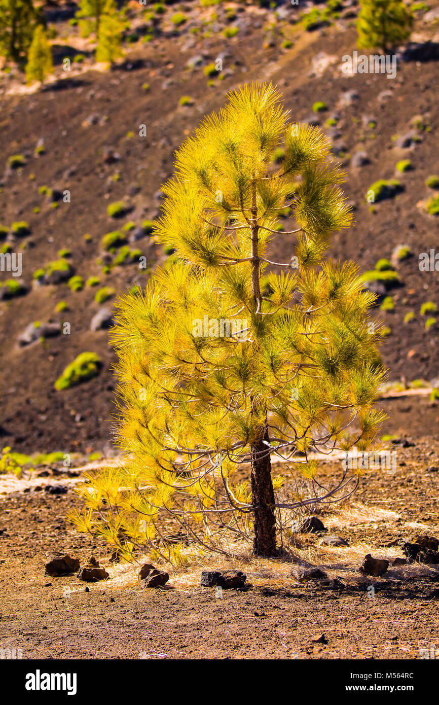 Opera di rimboschimento di pini del Teide area vulcanica close up Foto Stock
