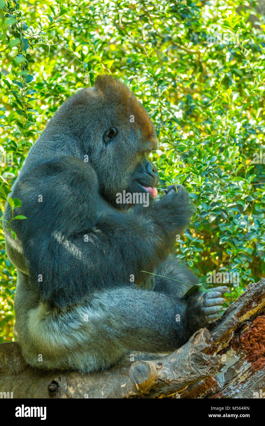Udienza gorilla in natura Congo Foto Stock