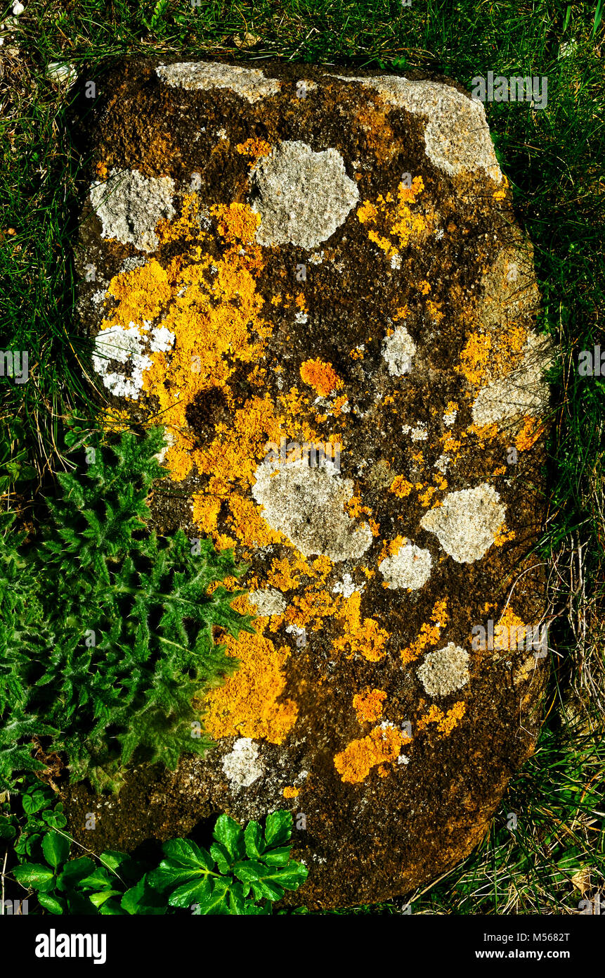 Il Lichen su un blocco di calcare Purbeck. Foto Stock