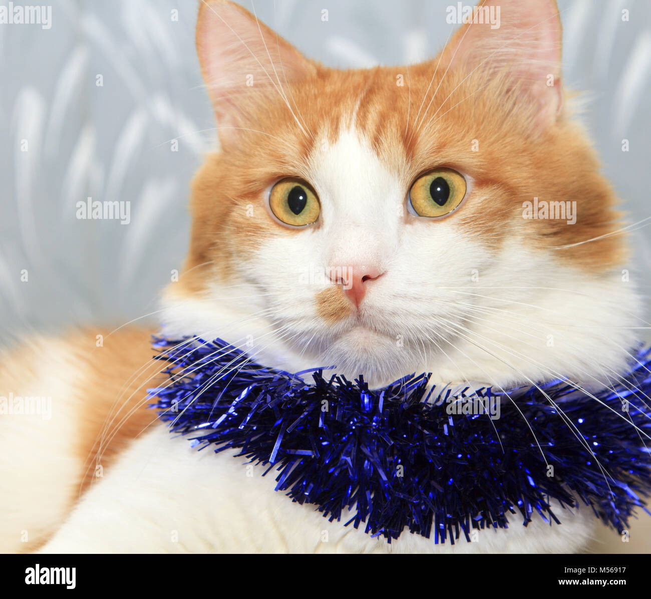 Divertente di colore rosso e bianco gatto con orpelli natalizi decorazione Foto Stock