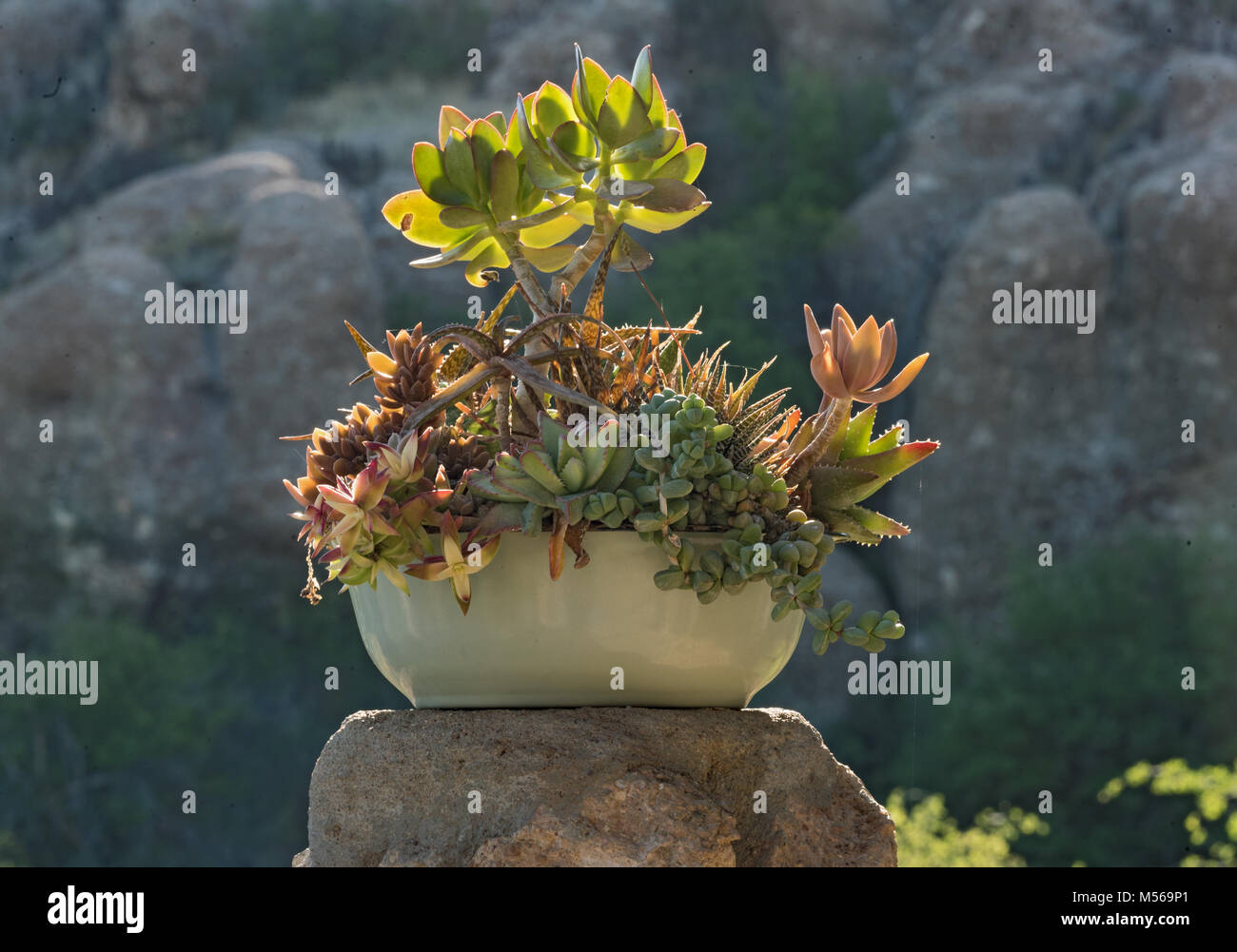 Un fiore in ceramica ciotola con diverse piante succulente Foto Stock