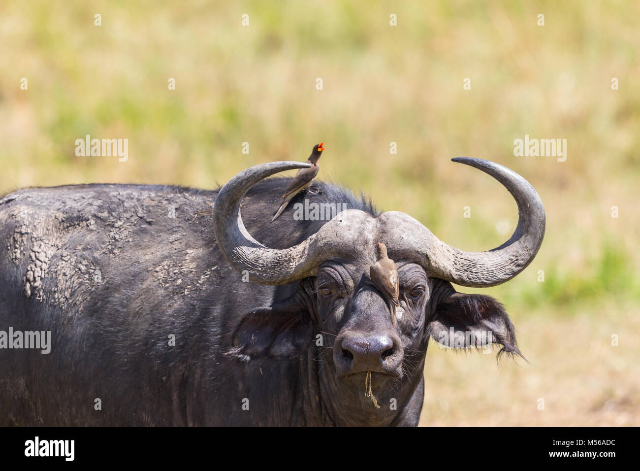 African Buffalo con un giallo-oxpecker fatturate sul suo naso Foto Stock African Buffalo con un giallo-oxpecker fatturate sul suo naso Foto Stock